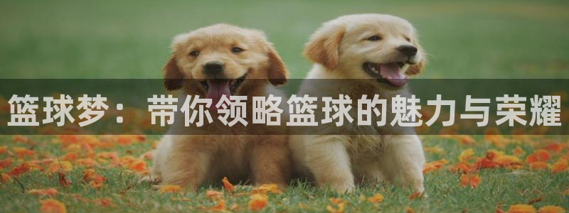 拷贝漫画 copymanager.ory网站：篮球梦：带你领略篮球的魅力与荣耀